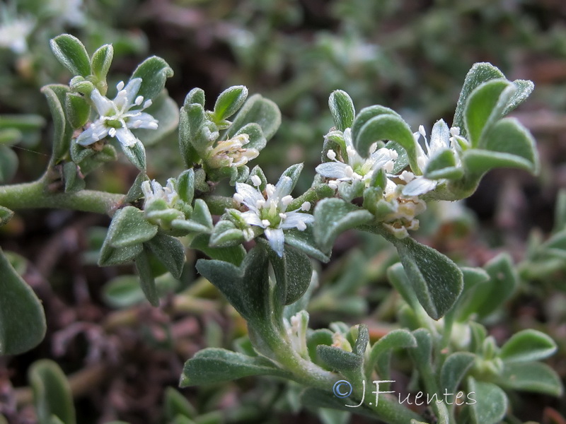 Galenia pubescens.05