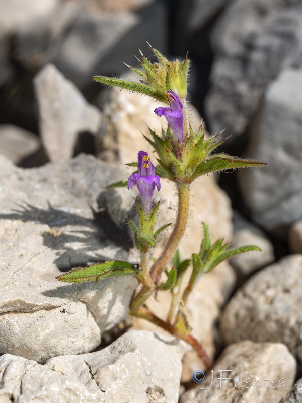 Galeopsis angustifolia.03