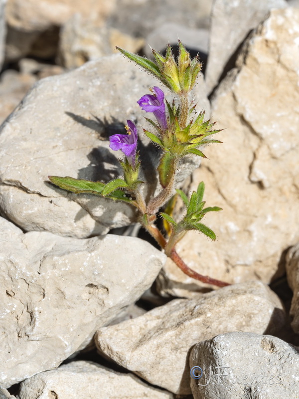 Galeopsis angustifolia.04