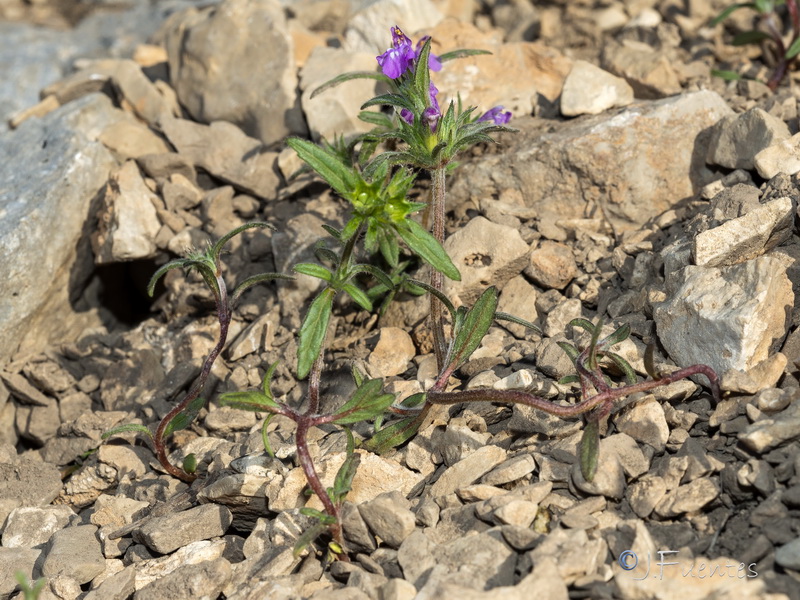 Galeopsis angustifolia.05