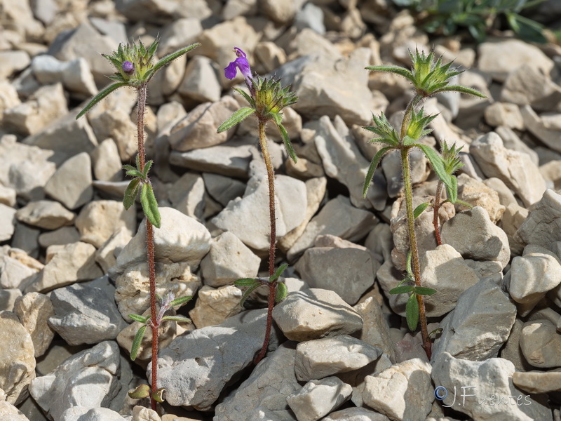 Galeopsis angustifolia.06