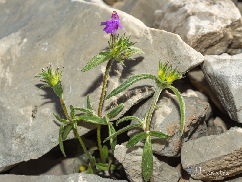 Galeopsis angustifolia.07