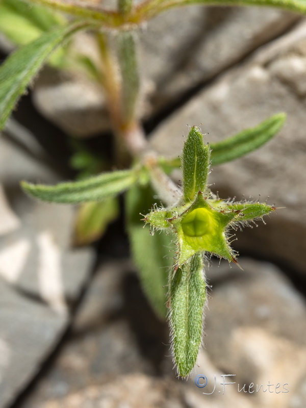 Galeopsis angustifolia.10