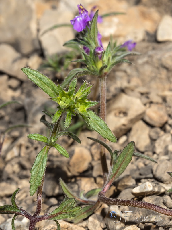 Galeopsis angustifolia.11