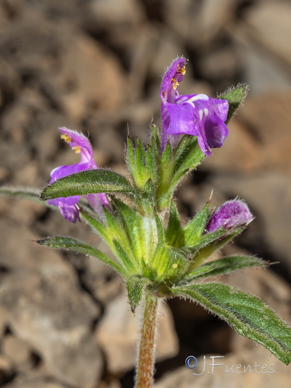 Galeopsis angustifolia.12