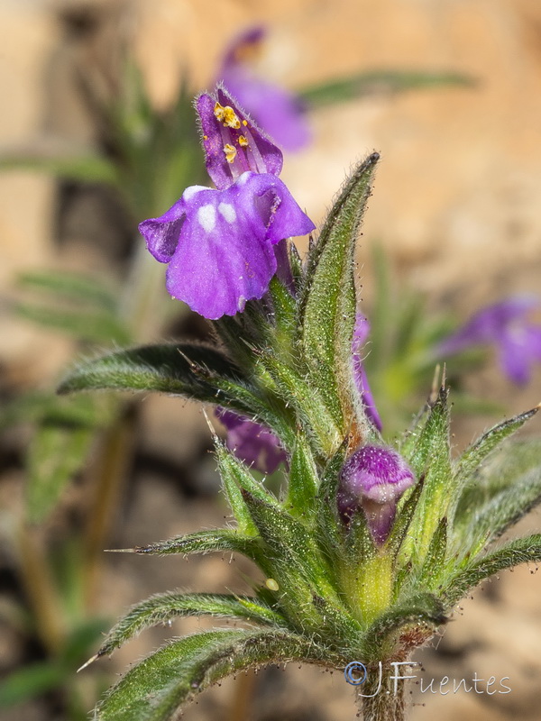 Galeopsis angustifolia.13