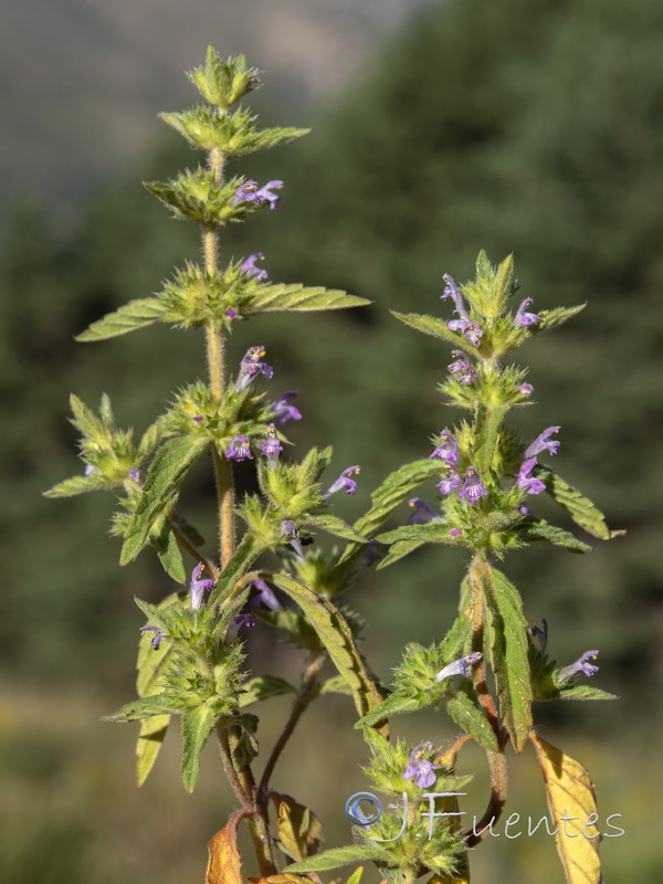 Galeopsis ladanum ladanum.01