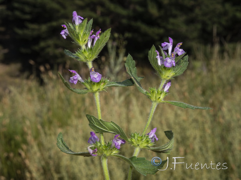 Galeopsis ladanum ladanum.02