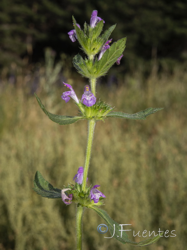 Galeopsis ladanum ladanum.03