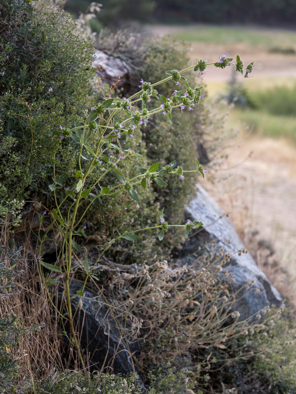 Galeopsis ladanum ladanum.04