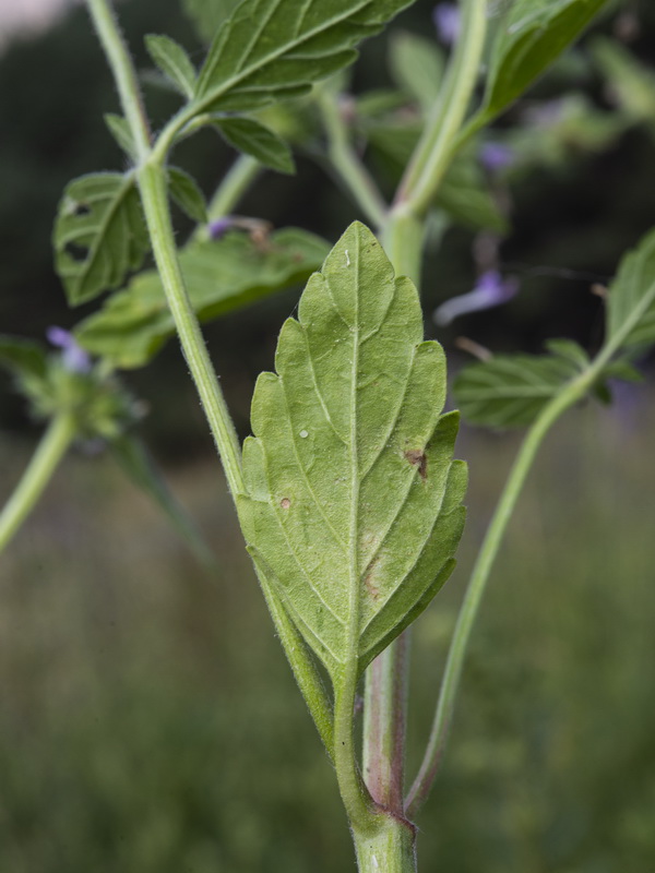 Galeopsis ladanum ladanum.05
