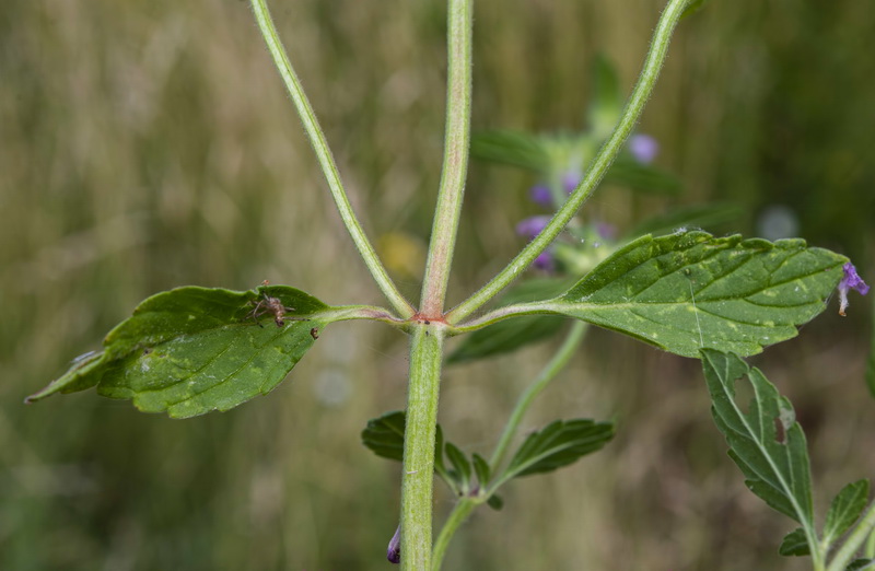 Galeopsis ladanum ladanum.06