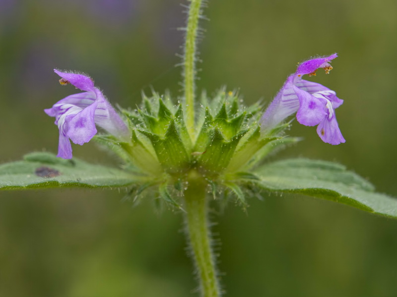 Galeopsis ladanum ladanum.12