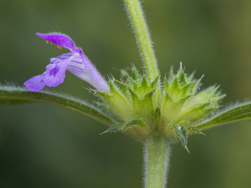 Galeopsis ladanum ladanum.14