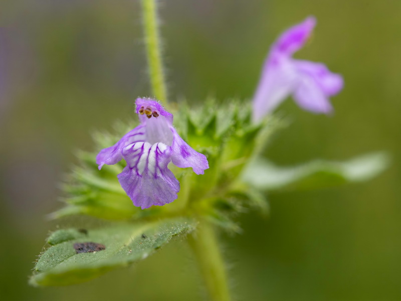 Galeopsis ladanum ladanum.16