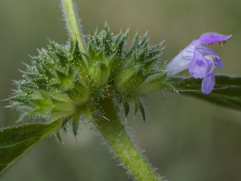 Galeopsis ladanum ladanum.17