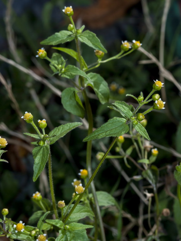 Galinsoga parviflora.04