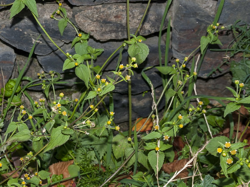 Galinsoga parviflora.05