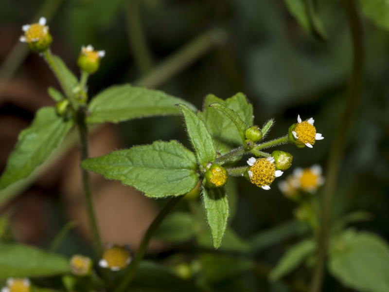 Galinsoga parviflora.06