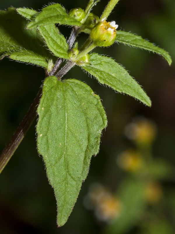 Galinsoga parviflora.08