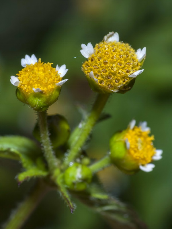 Galinsoga parviflora.10