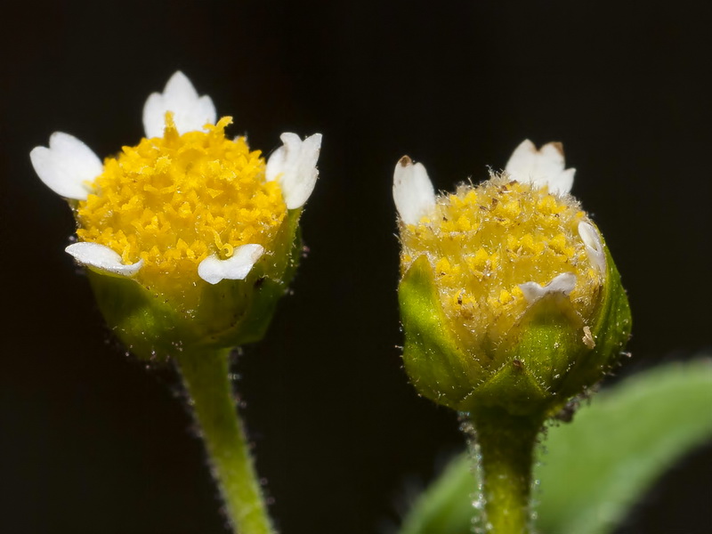 Galinsoga parviflora.13