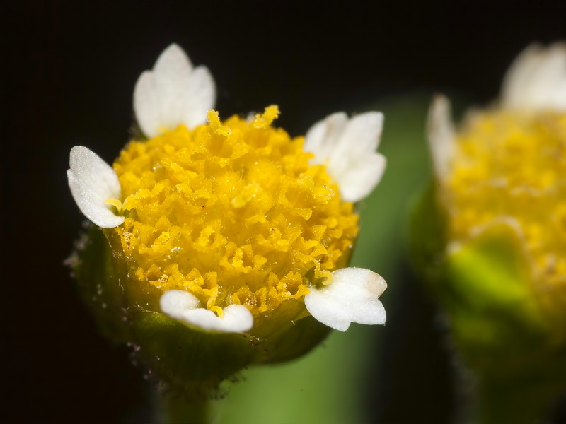 Galinsoga parviflora.15