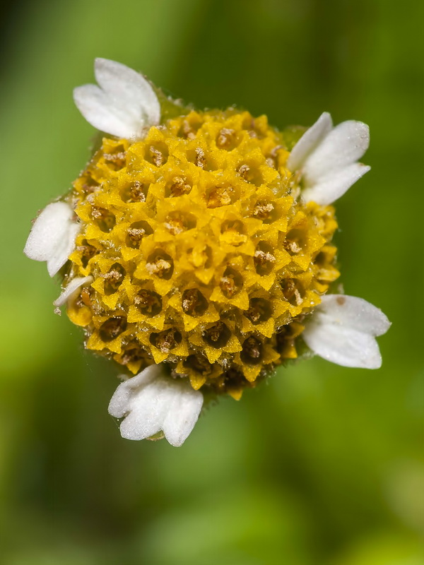 Galinsoga parviflora.17