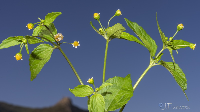 Galinsoga parviflora.22