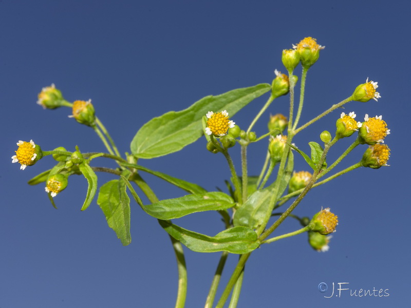 Galinsoga parviflora.23