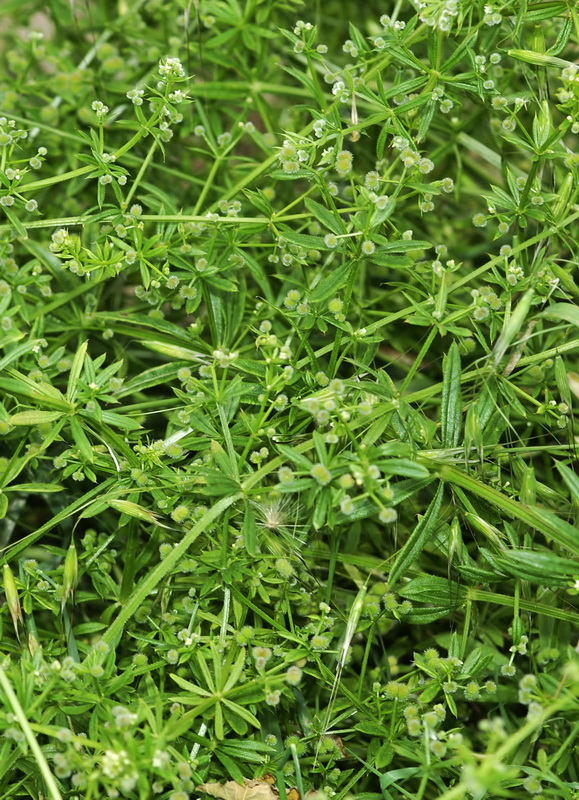 Galium aparine.01