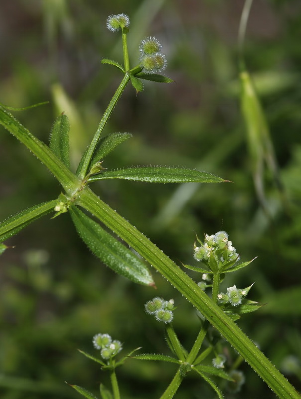 Galium aparine.02