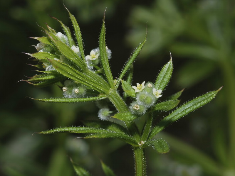 Galium aparine.03