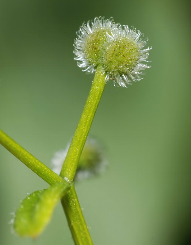 Galium aparine.05