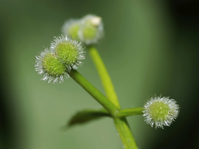 Galium aparine.06