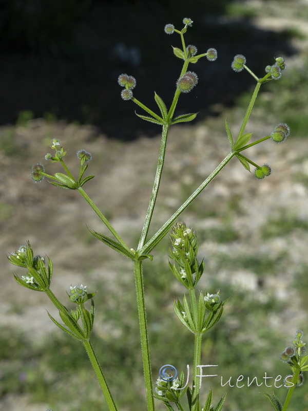 Galium aparine.07