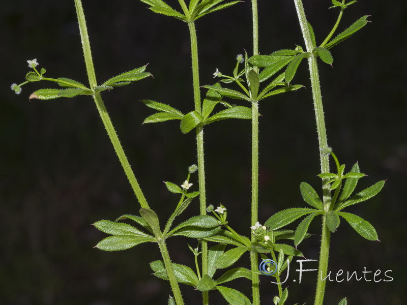 Galium aparine.08