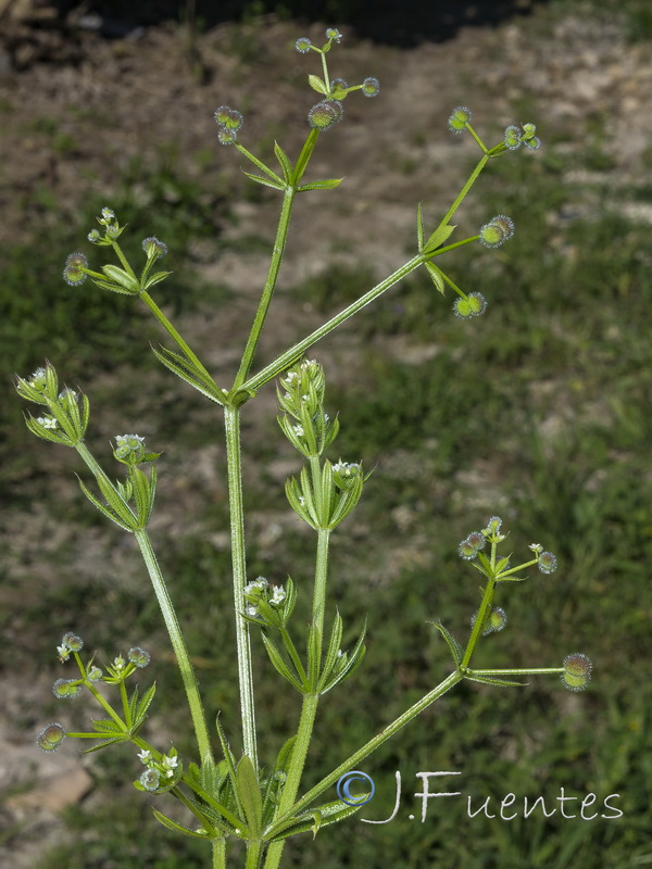 Galium aparine.09