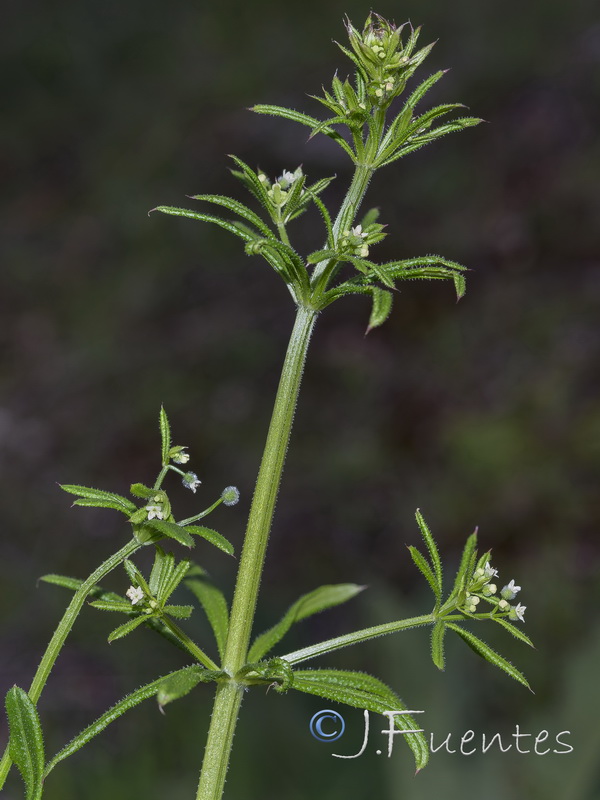 Galium aparine.10