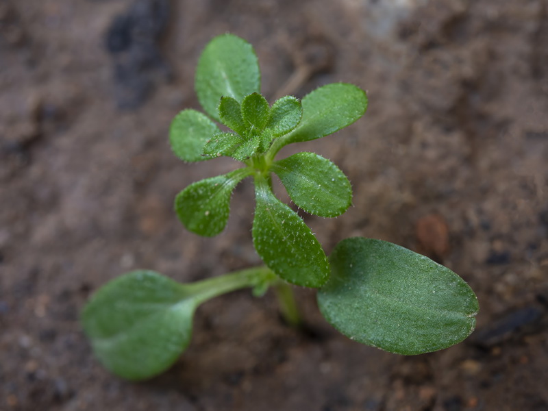 Galium aparine.12