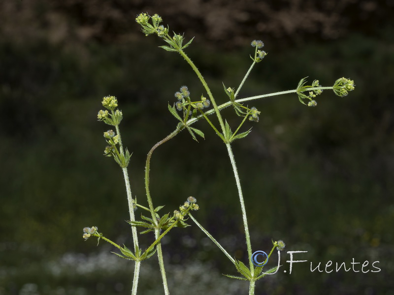 Galium aparine spurium.01