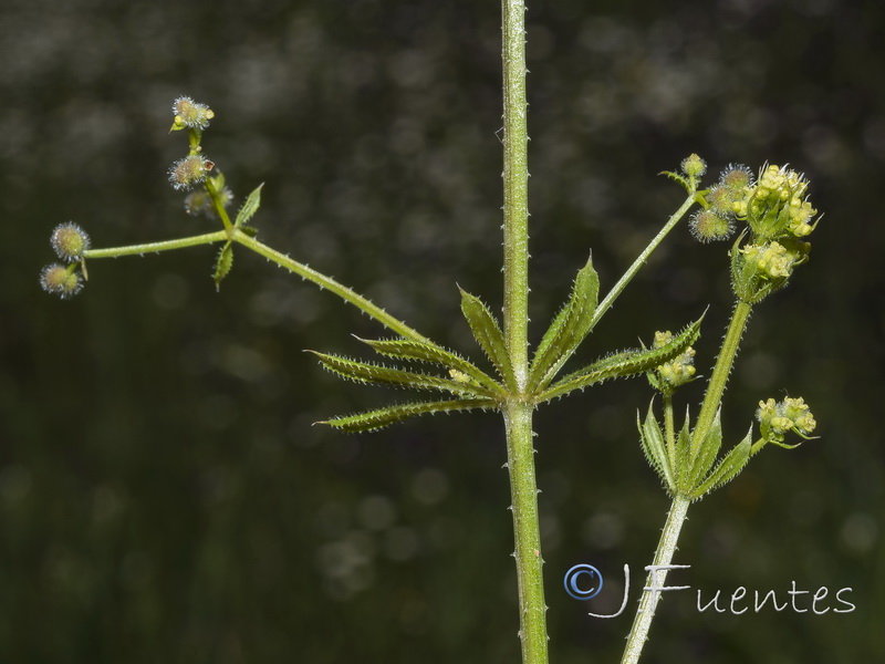 Galium aparine spurium.02