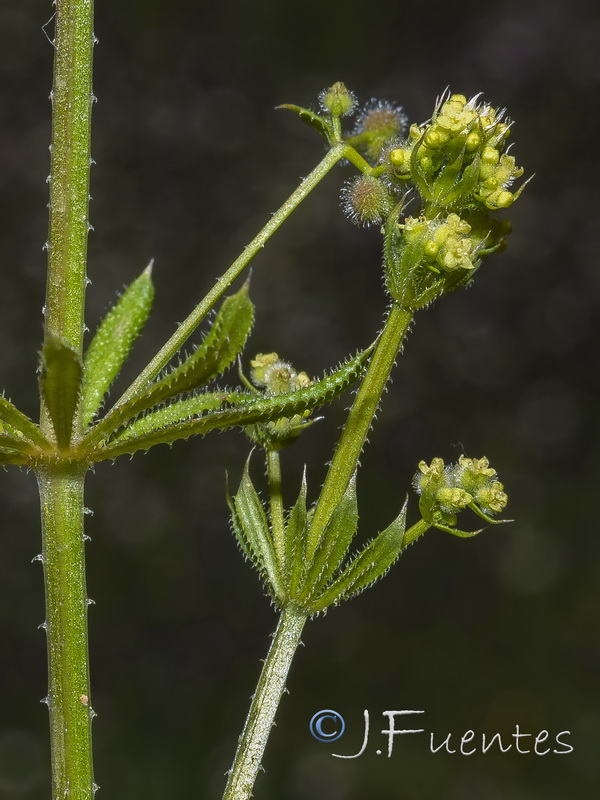 Galium aparine spurium.03