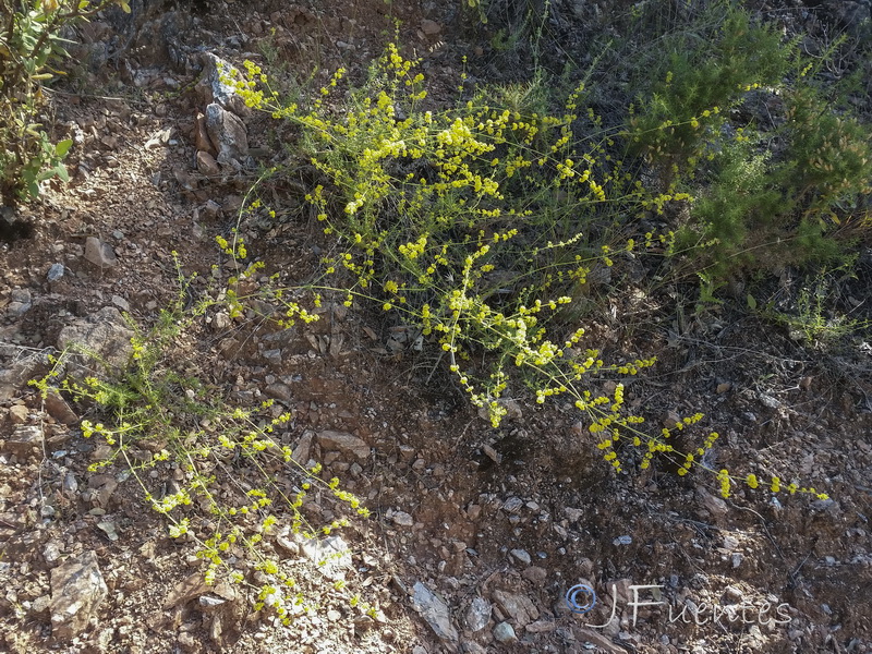 Galium baeticum.01
