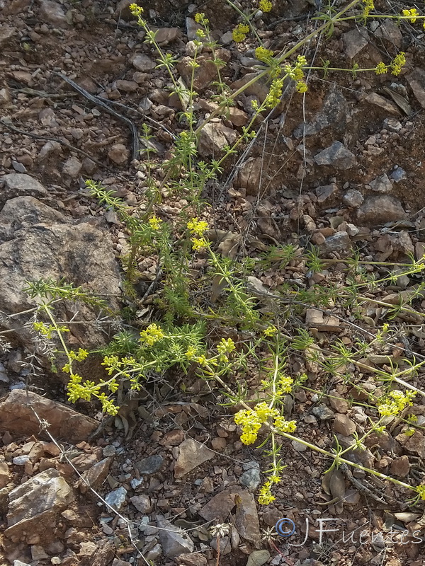 Galium baeticum.02