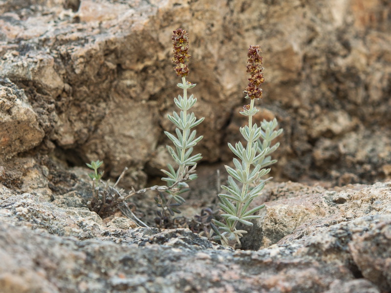 Galium baeticum.04