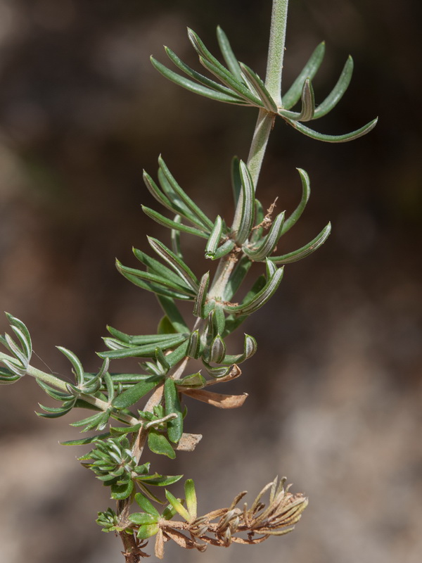 Galium baeticum.08