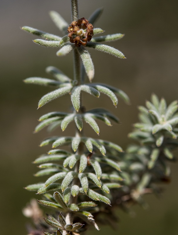 Galium baeticum.14