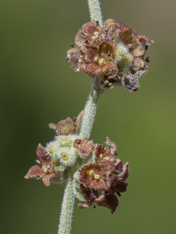 Galium baeticum.16