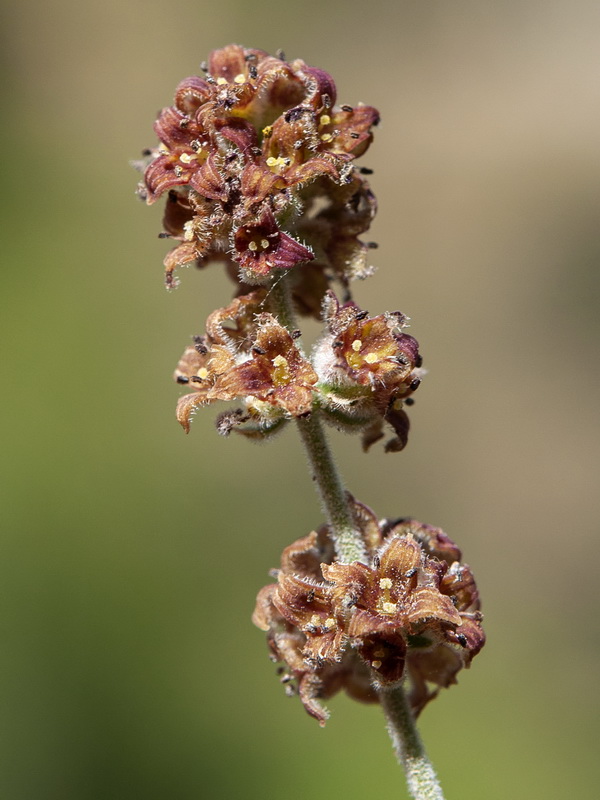 Galium baeticum.21